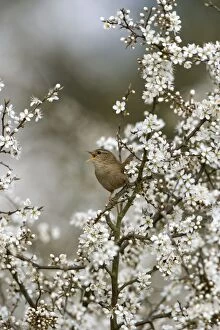 Images Dated 10th April 2005: Wren - Singing In Blackthorn blossom, Spring Norfolk UK