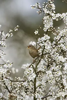 Wren - Singing In Blackthorn blossom, Spring Norfolk UK