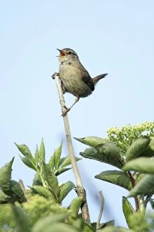 Images Dated 13th June 2009: Wren - singing from bush, Lower Saxony, Germany