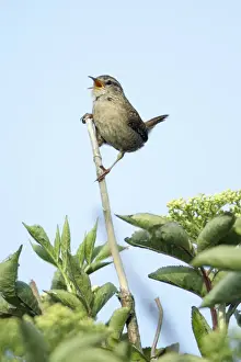 Wren Prints: Wren - singing from bush, Lower Saxony, Germany