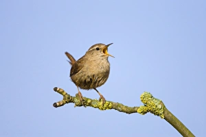 Images Dated 12th April 2007: Wren Singing Cleveland, England. UK