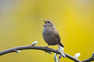 Images Dated 11th April 2007: Wren. Singing. Cleveland. England. UK