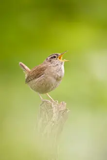 Wren. Singing. Cleveland. England. UK