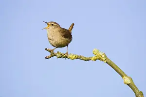 Wren. Singing. Cleveland. England. UK