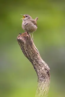 Wren. Singing. Cleveland. England. UK
