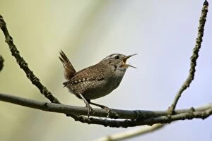 Images Dated 29th April 2007: Wren - singing in spring, Lower Saxony, Germany