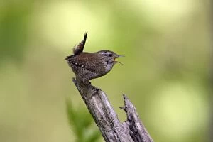 Images Dated 29th April 2007: Wren - singing in spring, Lower Saxony, Germany