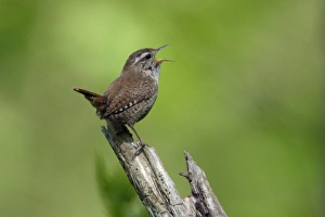 Images Dated 29th April 2007: Wren - singing in spring, Lower Saxony, Germany