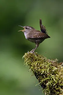 Wrens Prints: Wren - singing in spring, Lower Saxony, Germany