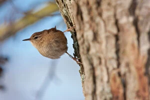 Images Dated 9th January 2010: Wren - Single adult bird with ring on leg. England, UK