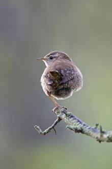 Wren - Back view perched on one leg. Back-lit in early morning light