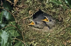 WREN - Young birds in nest waiting to be fed