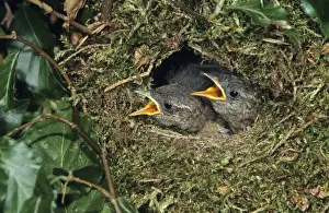 Wren - young birds in nest waiting to be fed