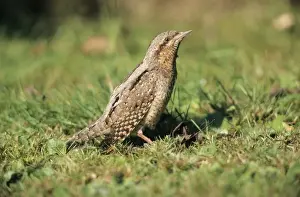 Wryneck - on lawn suuning itself