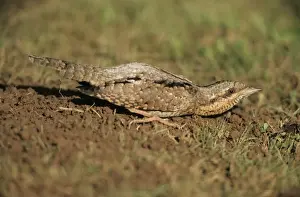 Wryneck - squatting on lawn trying to avoid detection by soaring Kestrel