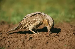 Wryneck USH 70 Feeding on ants Jynx torquilla © Duncan Usher / ardea. com