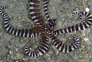 Images Dated 7th September 2007: Wunderpus Octopus hunting on black sand