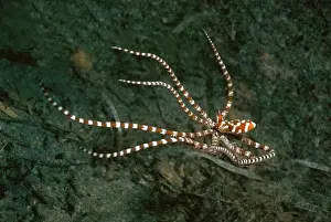 Wunderpus - Found in sandy areas, Ability to change shape and mimic other sand dwelling creatures Milne Bay, Papua New Guinea