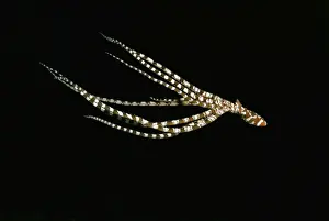Wunderpus - Found in sandy areas, Ability to change shape and mimic other sand dwelling creatures Milne Bay, Papua New Guinea