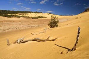 Wungul Sandblow - dead trees and dunes of Wungul Sandblow