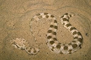 WW-2579 Sidewinder Rattlesnake