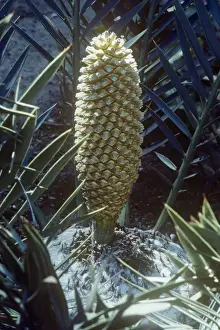 Seeds Prints: Cyad