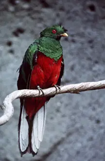 Quetzal Prints: WW-3308 Crested QUETZAL - male