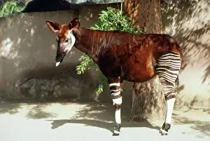Captivity Prints: Okapi