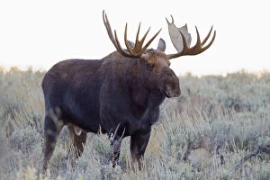 Images Dated 16th May 2012: WY, Grand Teton National Park, Bull Moose