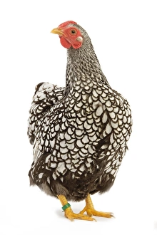 Wyandotte chicken - silver laced. In studio Wyandotte chicken - silver laced. In studio