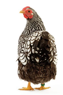 Images Dated 8th January 2008: Wyandotte chicken - silver laced. In studio