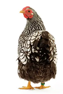 Chicken Prints: Wyandotte chicken - silver laced. In studio