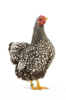 Chickens Collection: Wyandotte chicken - silver laced. In studio
