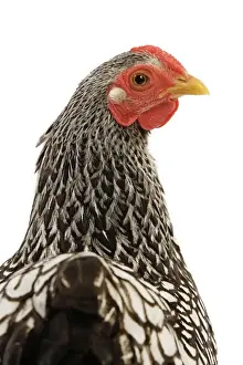Wyandotte chicken - silver laced. In studio