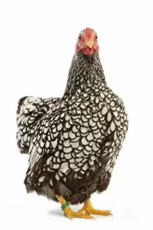 Images Dated 8th January 2008: Wyandotte Chicken - silver laced - in studio