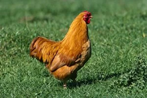 Images Dated 23rd January 2009: Wyandotte Hen - Walking on grass JPF17876
