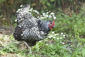 Free Range Prints: Wyandotte Silver Laced Domestic chicken breed Essex, UK BI021206