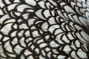 Agricultural Prints: Wyandotte Silver Laced - feather detail Domestic chicken breed Essex, UK BI021207