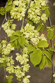 Wych elm form, in fruit (Ulmus glabra form campedownii). Garden