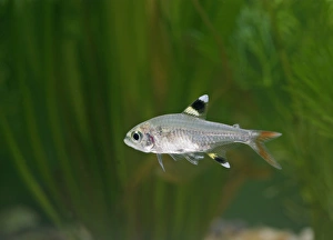Images Dated 31st October 2005: X-ray Tetra – side view by weeds dist:s America UK