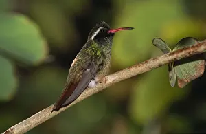 Xantus Hummingbird - endemic South Baja, California, Mexico