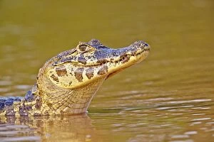 Images Dated 10th October 2014: Yacare Caiman resting on the bank of the river Pantanal