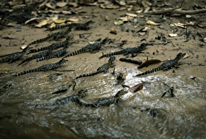 Caimans Collection: Yacare Caiman - young - South America
