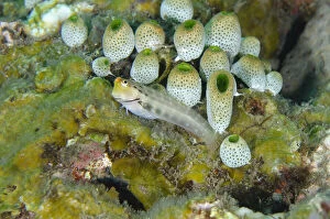 Yaeyama Blenny - with colony of Robust Sea Squirts Tunicate, Atriolum robustum - Emerald dive site, Seraya, Karangasem