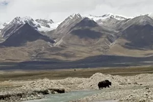 Yak - crossing river with snow covered mountains in background