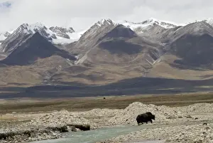 Tibet Prints: Yak - crossing river with snow covered mountains in background - Tibet