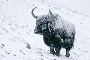 Yak ED 91 (Karakorum) - In snow and frozen ice - Kunjerab Pass (4, 700m), Pakistan Bos grunniens © Eric Dragesco / ARDEA LONDON