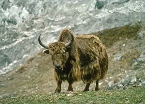Images Dated 14th February 2008: Yak - Langtang National Park Himalayas, Nepal