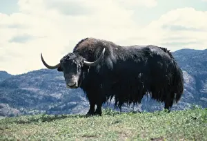 Yak - Male