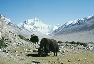 Yaks Prints: Yaks CHM 1304 Camp at Everest base